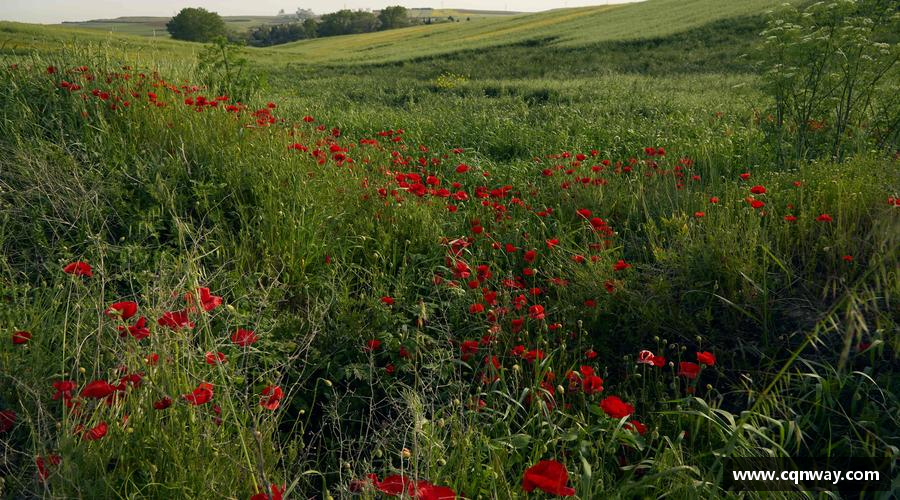 yy易游体育平台追求卓越，创造传奇！
